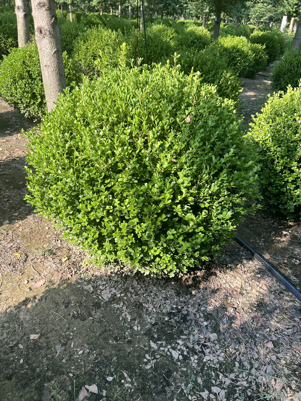 小叶黄杨常绿抗寒耐热