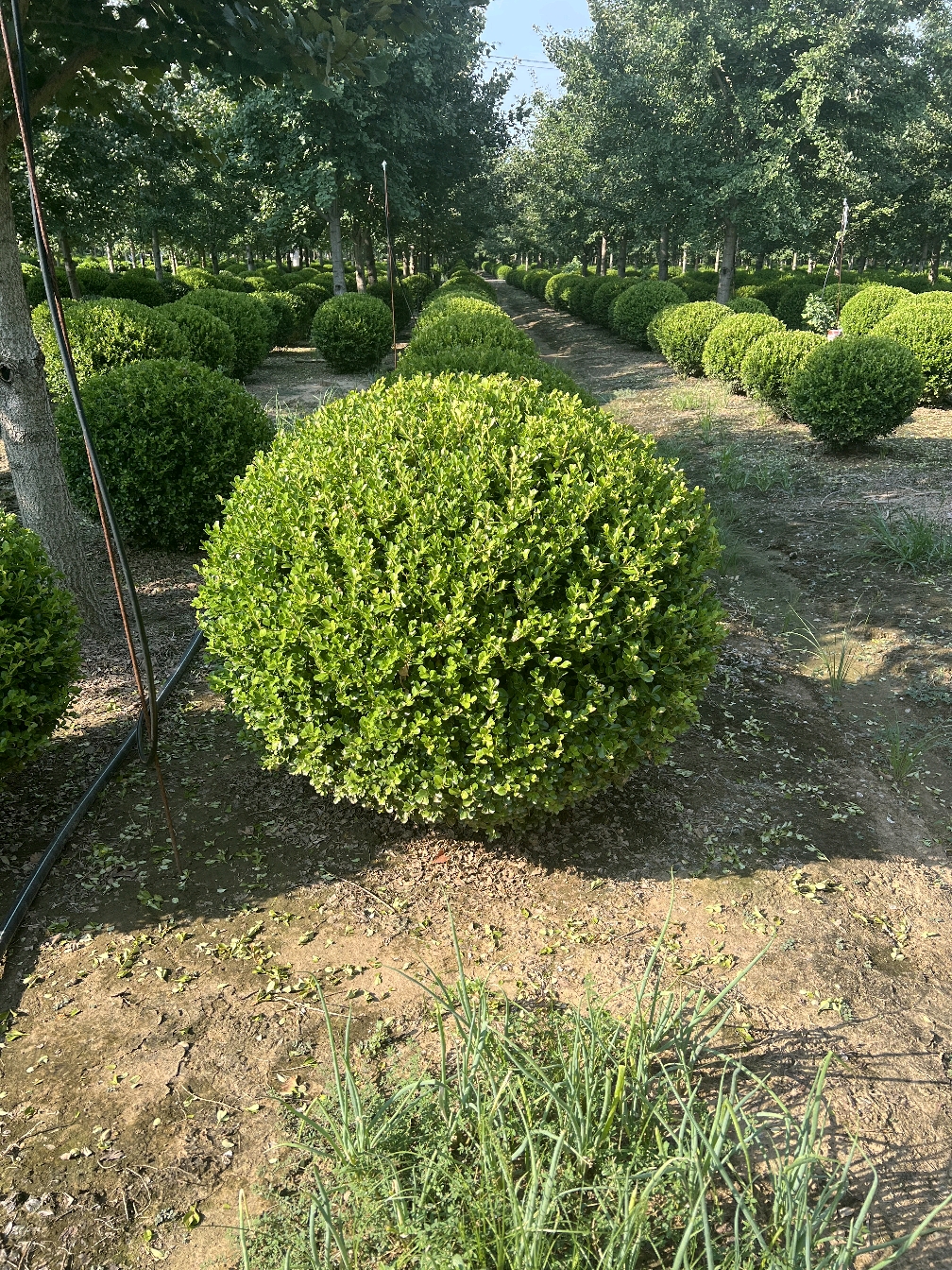 小叶黄杨常绿抗寒耐热