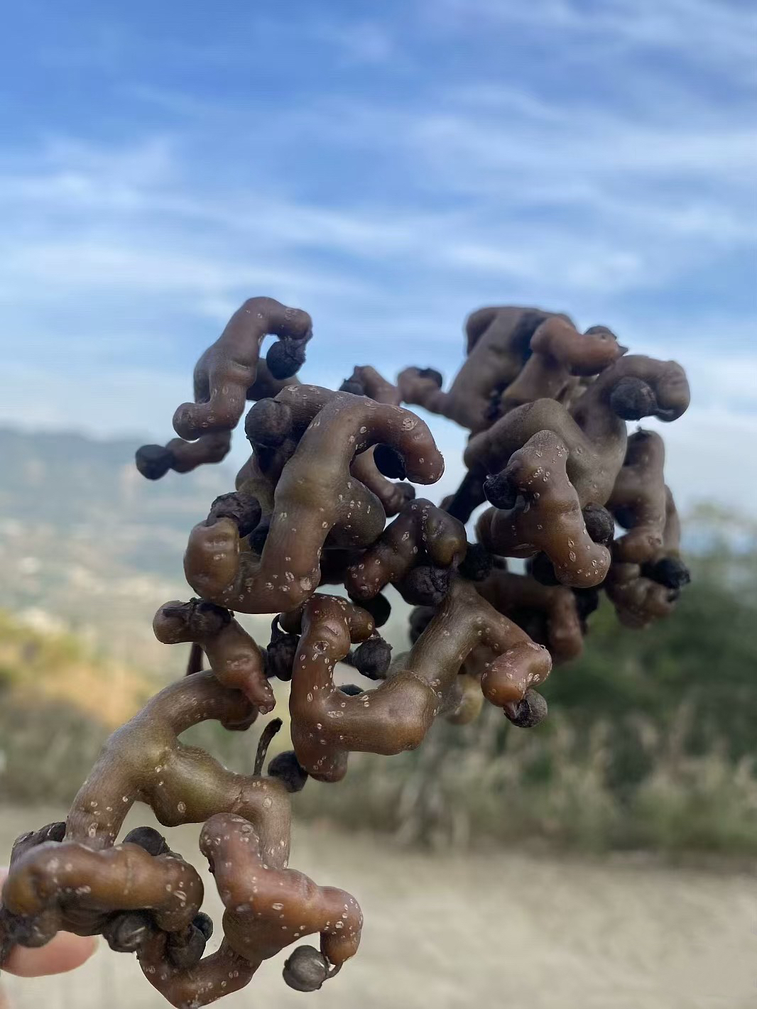 这个长得奇奇怪怪的东西谁吃过啊,现在见的少了