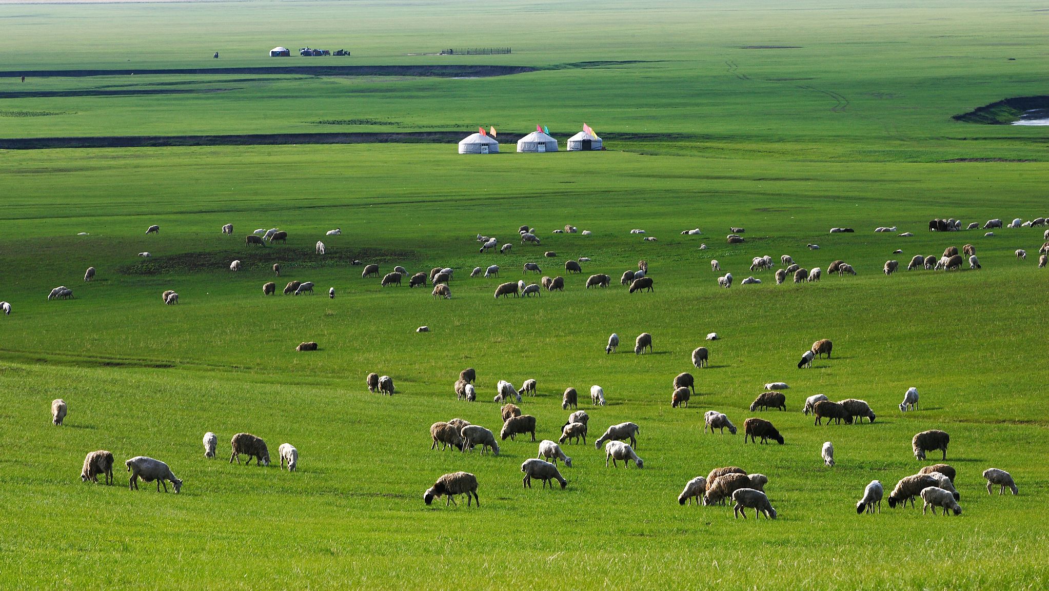 手把羊肉,蒙古族经典菜系之一,来内蒙旅游必须品尝的特色美食