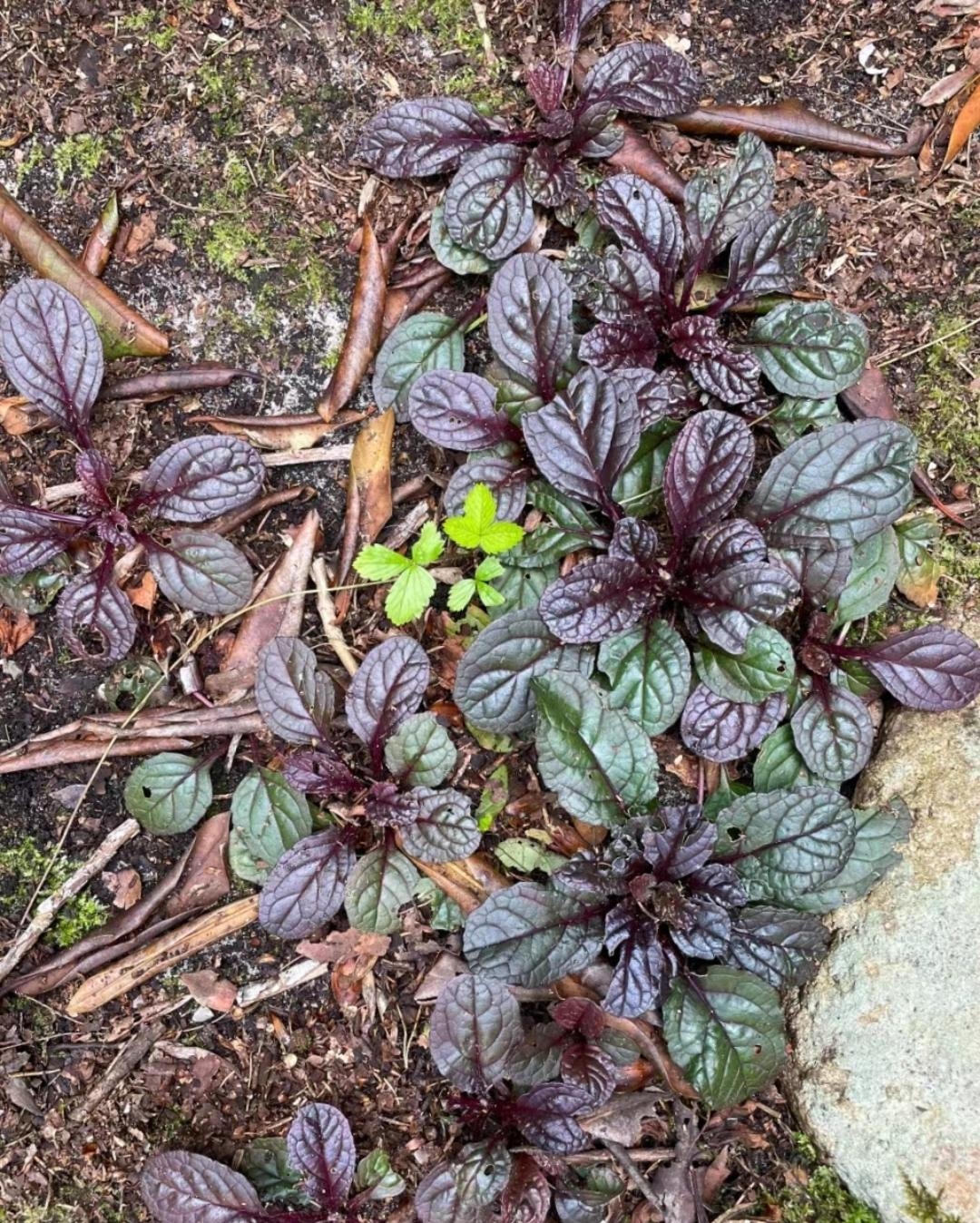 在玉米地旁边的水沟边上生长着这样一堆野菜却不知其名姓为何