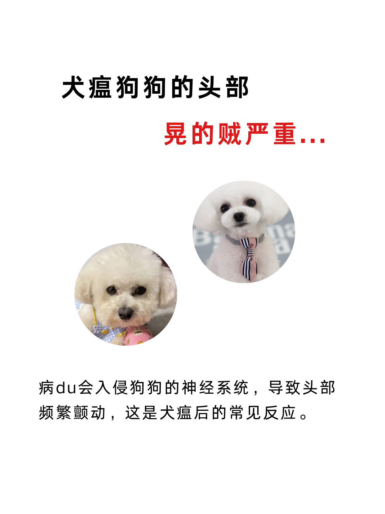 狗狗假性犬瘟图片