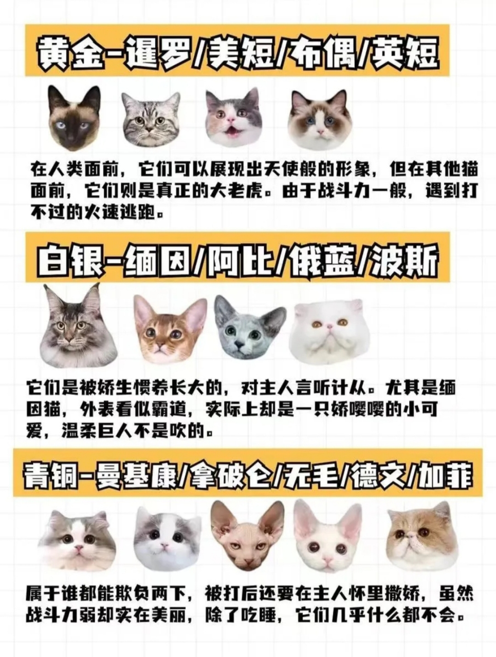猫咪战斗力排行榜  一直以来猫咪都是活泼好动的猫科动物,蹦蹦跳跳,打