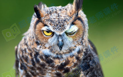 中班美术教案ppt课件:手掌五彩鸟