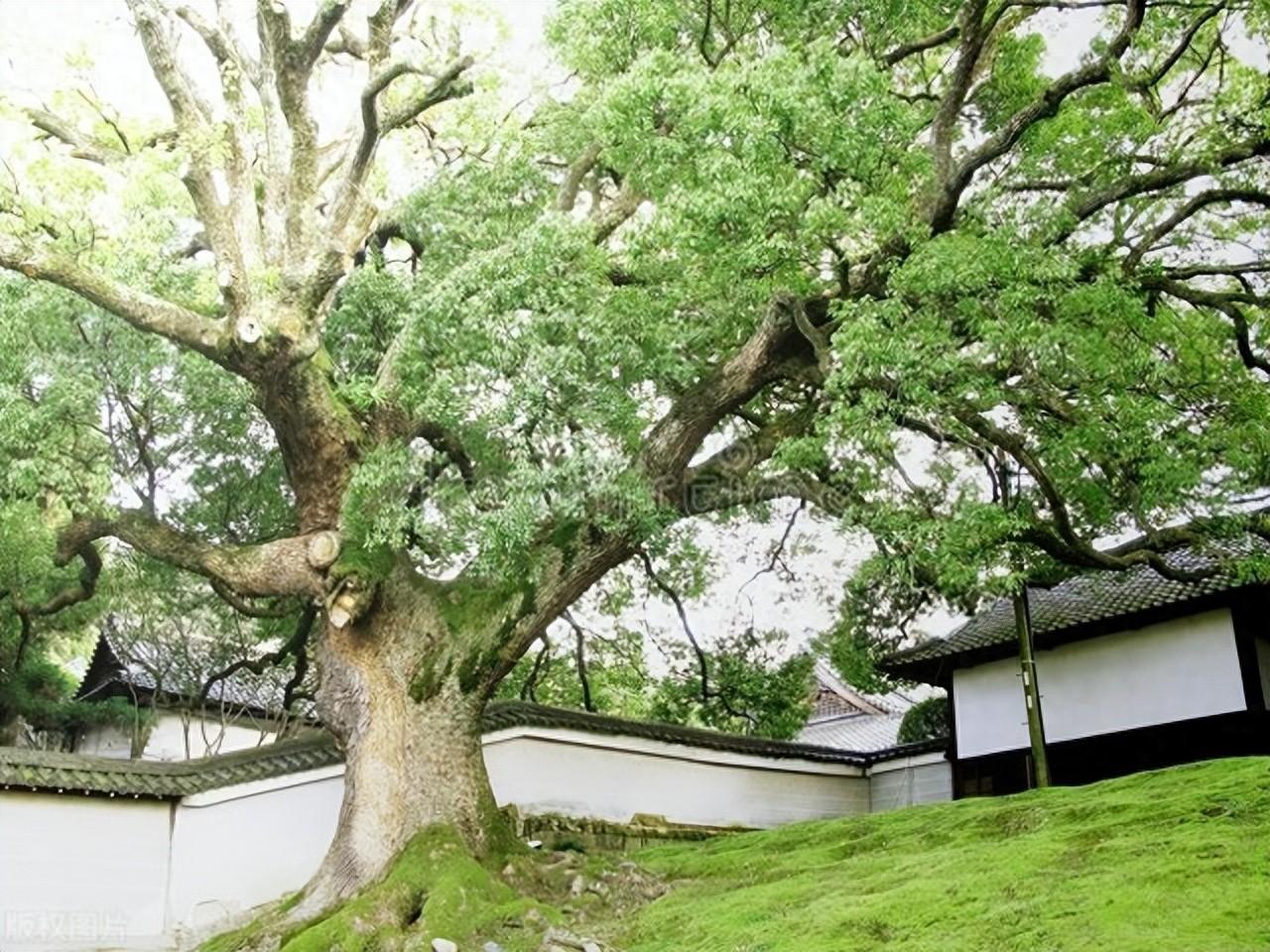 墓地栽树示意图图片