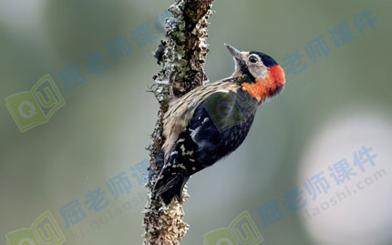 中班美术教案ppt课件:手掌五彩鸟