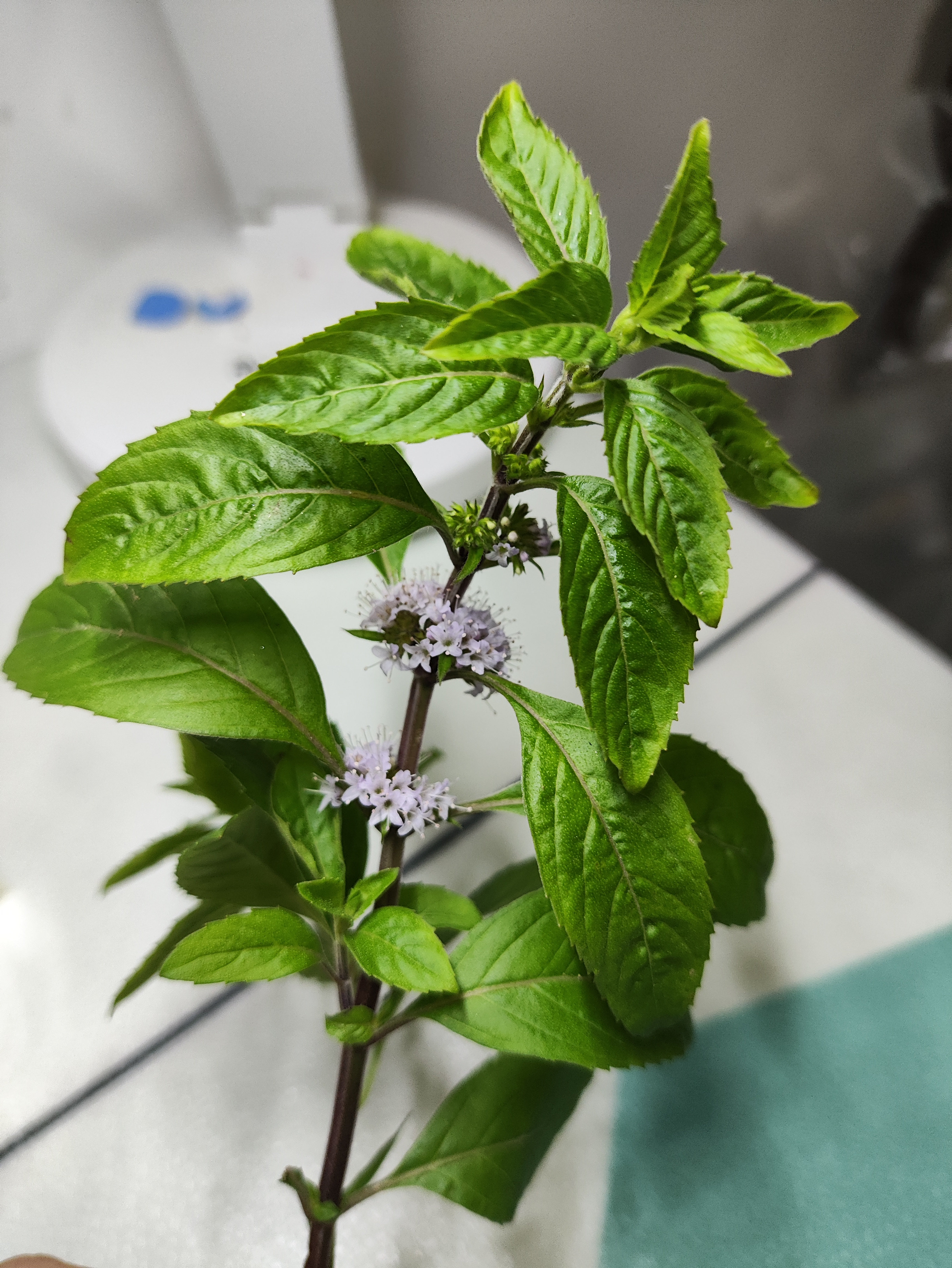 原来,薄荷也开花,淡紫色,真美
