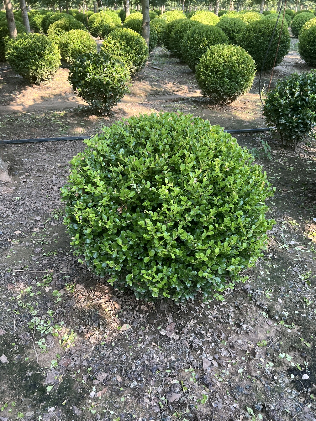 小叶黄杨常绿抗寒耐热