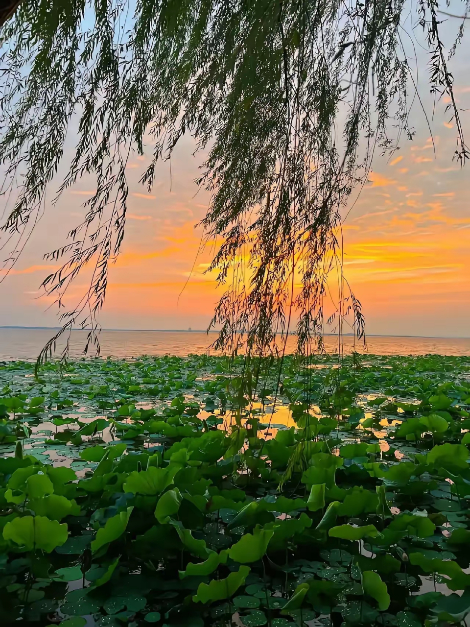 图片配诗一首:亭亭玉立荷花,依依杨柳风斜,远处天边晚霞,我说孩子他妈