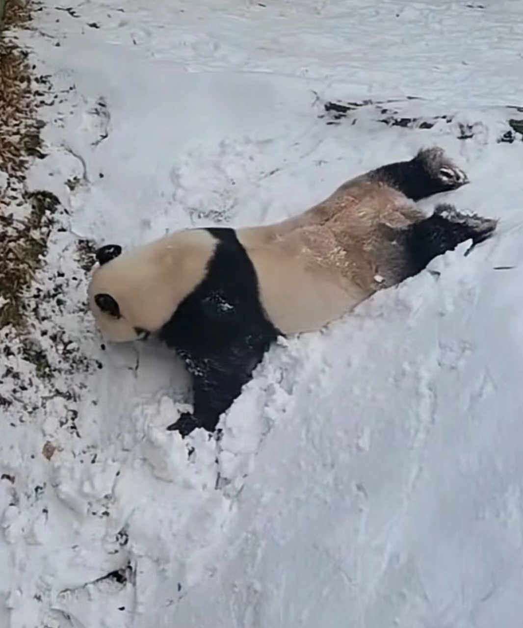 国宝大熊猫玩雪图片