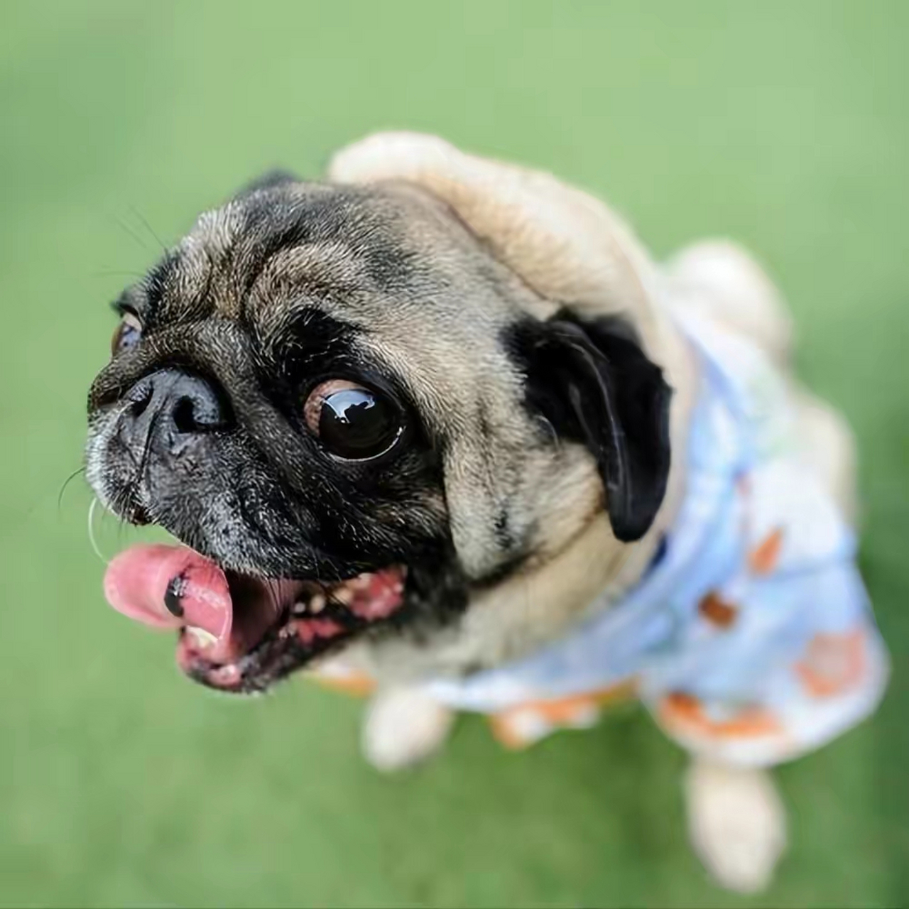 想养宠物狗的就从以下图片中选吧,这是排行榜好养亲人的狗狗.