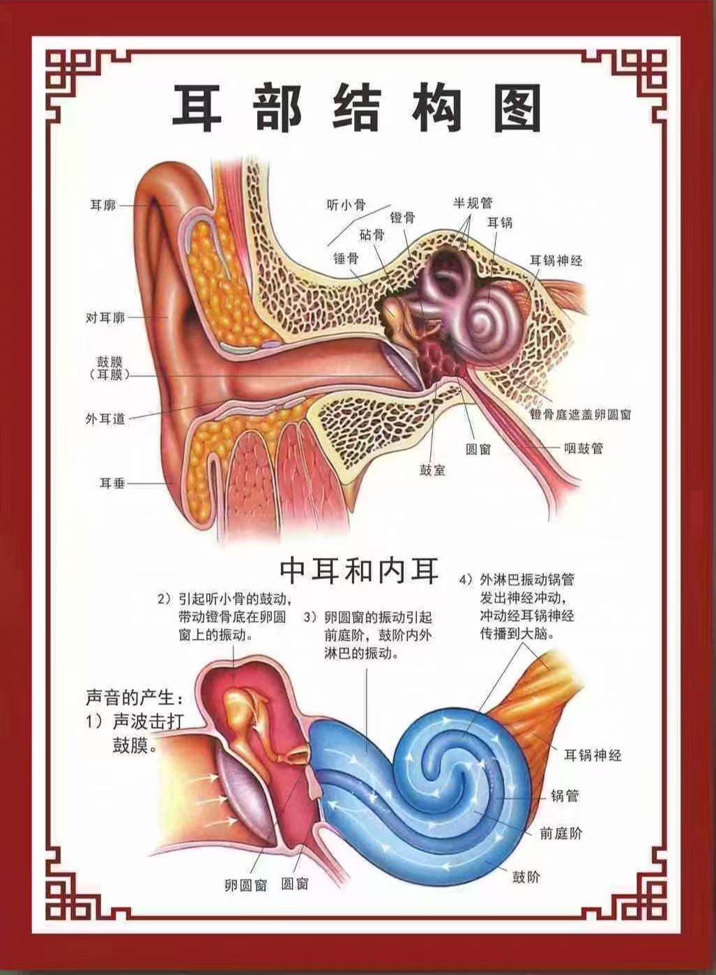 耳朵结构图怎么画图片