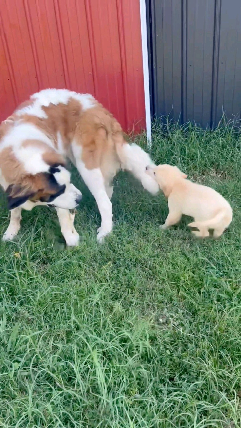 调皮小狗崽,咬着妈妈尾巴荡秋千