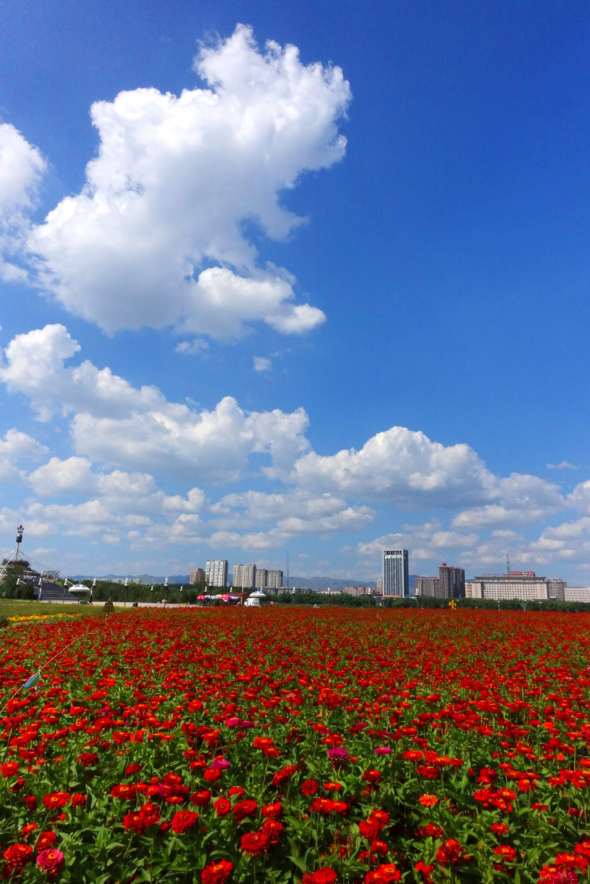 赛汗塔拉城中草原是全国最大的城中草原,位于内蒙古包头市中心地带,是