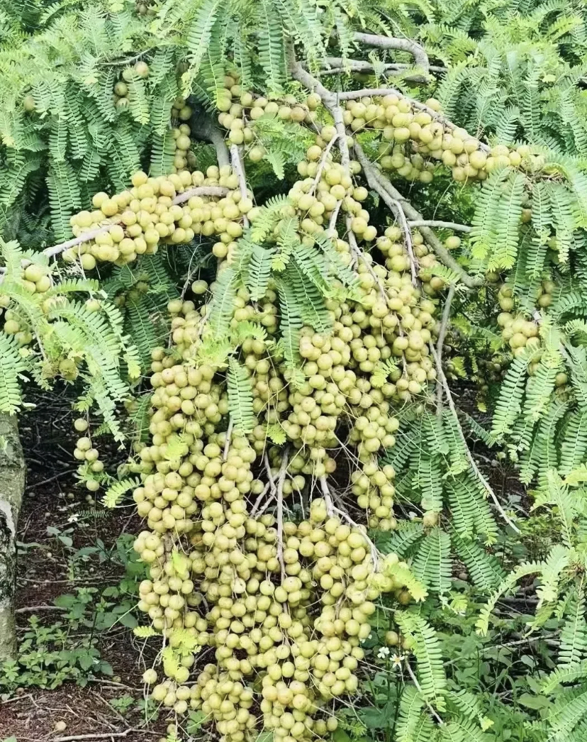 贵木树果子图片