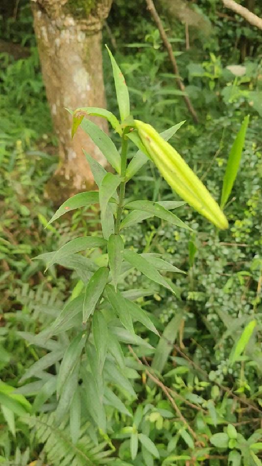 野生百合花,开花也挺好看的