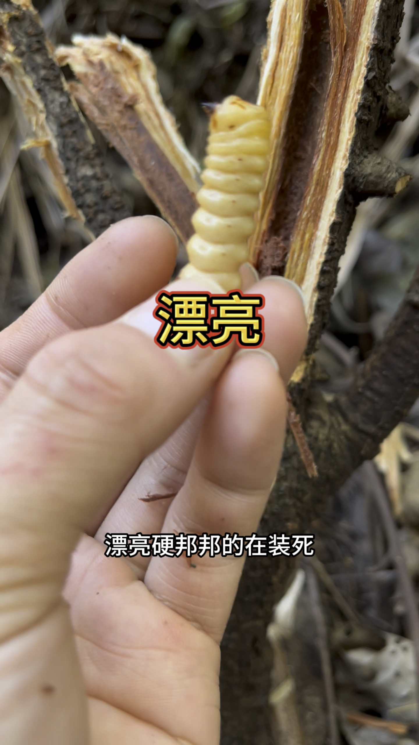 整片的云实树,漂亮的斗米虫#真实户外 #斗米虫 #野生药材 #山货