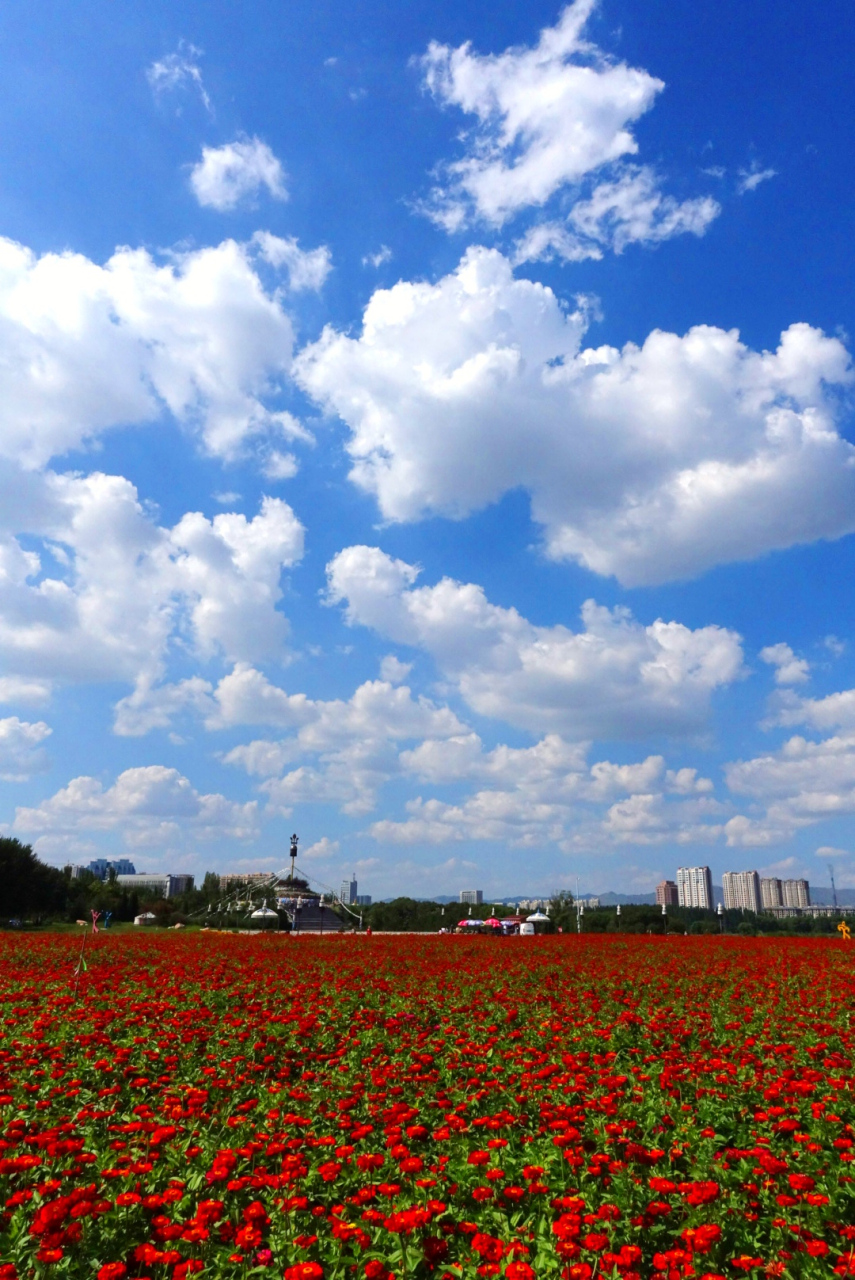 赛汗塔拉城中草原是全国最大的城中草原,位于内蒙古包头市中心地带,是