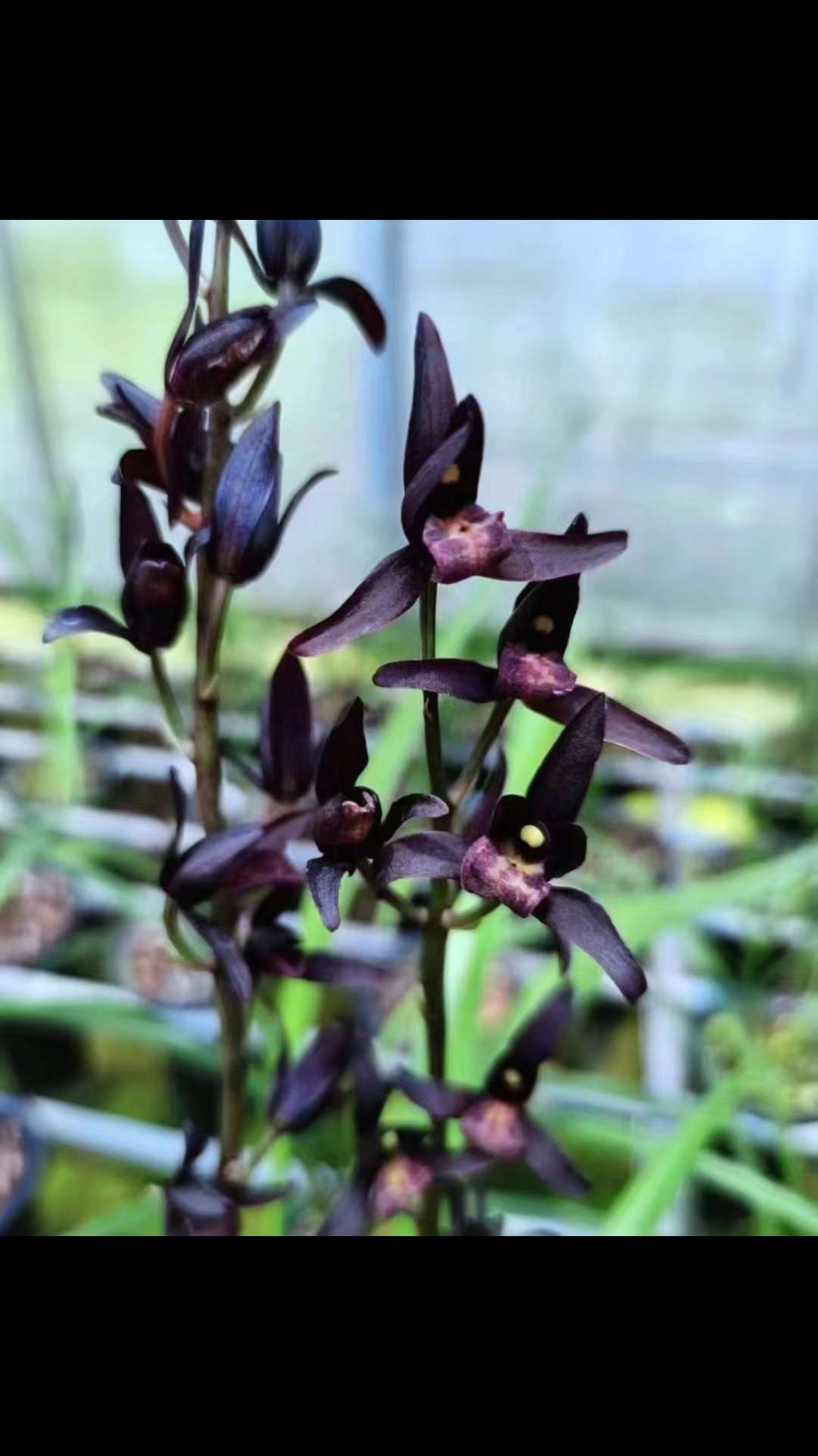 墨兰埃及艳后,花期长达1个月,黑里透红,红中带紫,紫中透黑