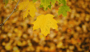 309_180gif 动态图 动图