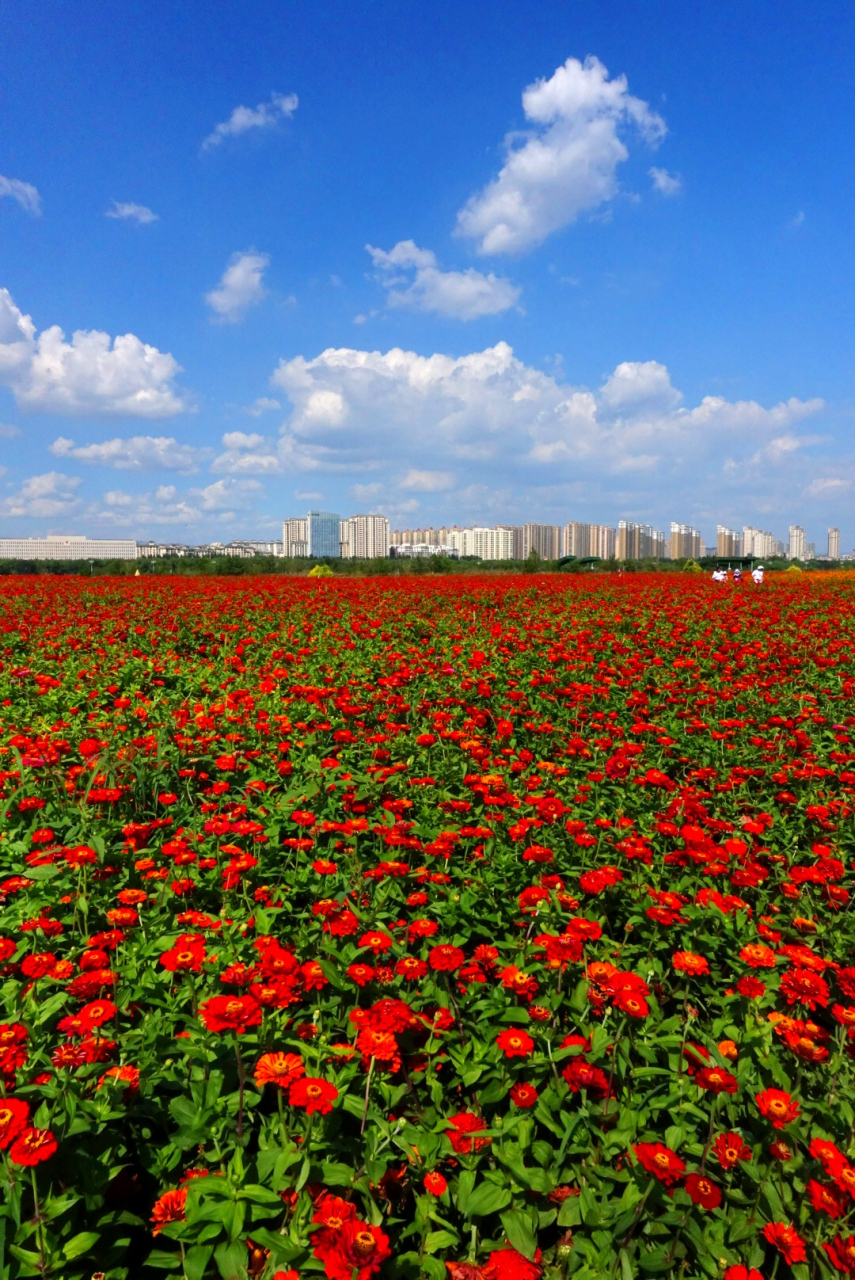 赛汗塔拉城中草原是全国最大的城中草原,位于内蒙古包头市中心地带,是