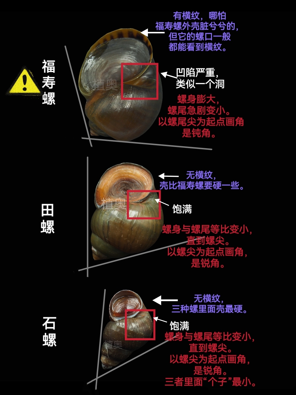 教大家如何快速区分福寿螺,田螺,石螺