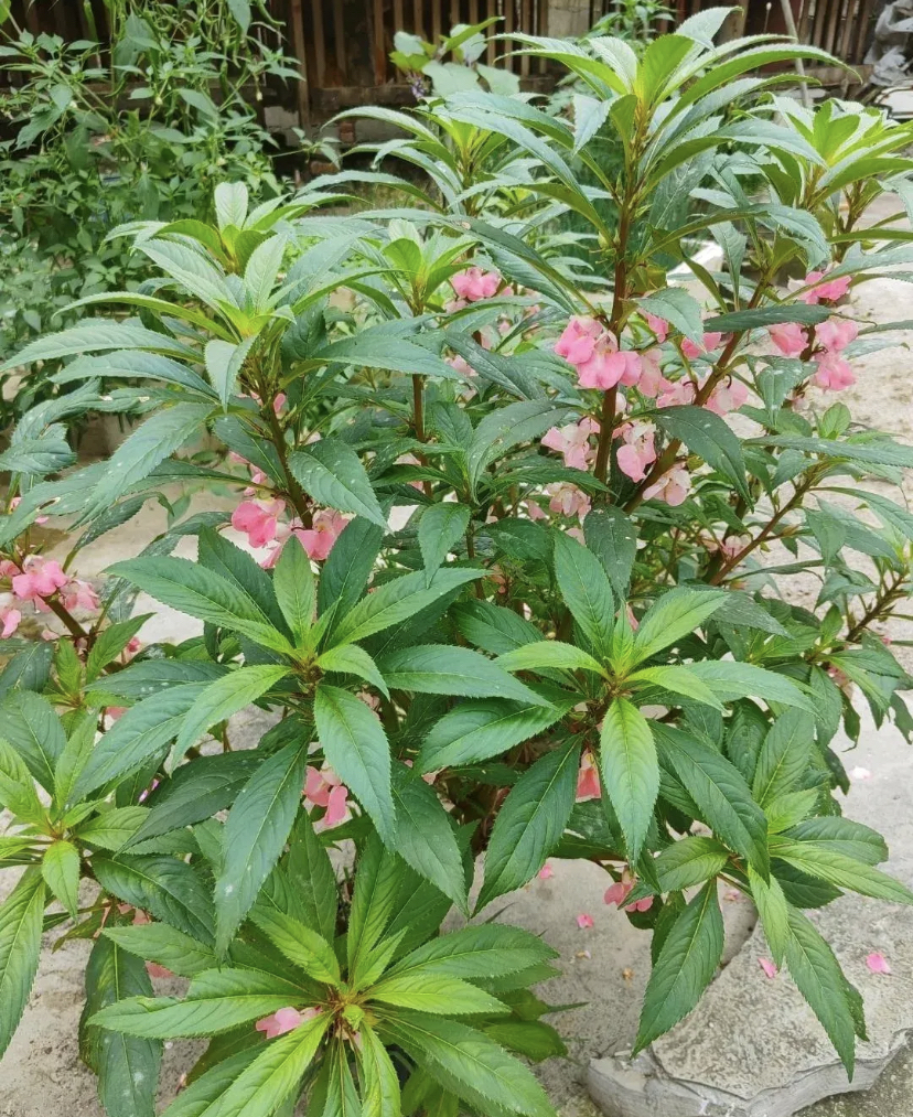 三峡蚊母开花图片图片