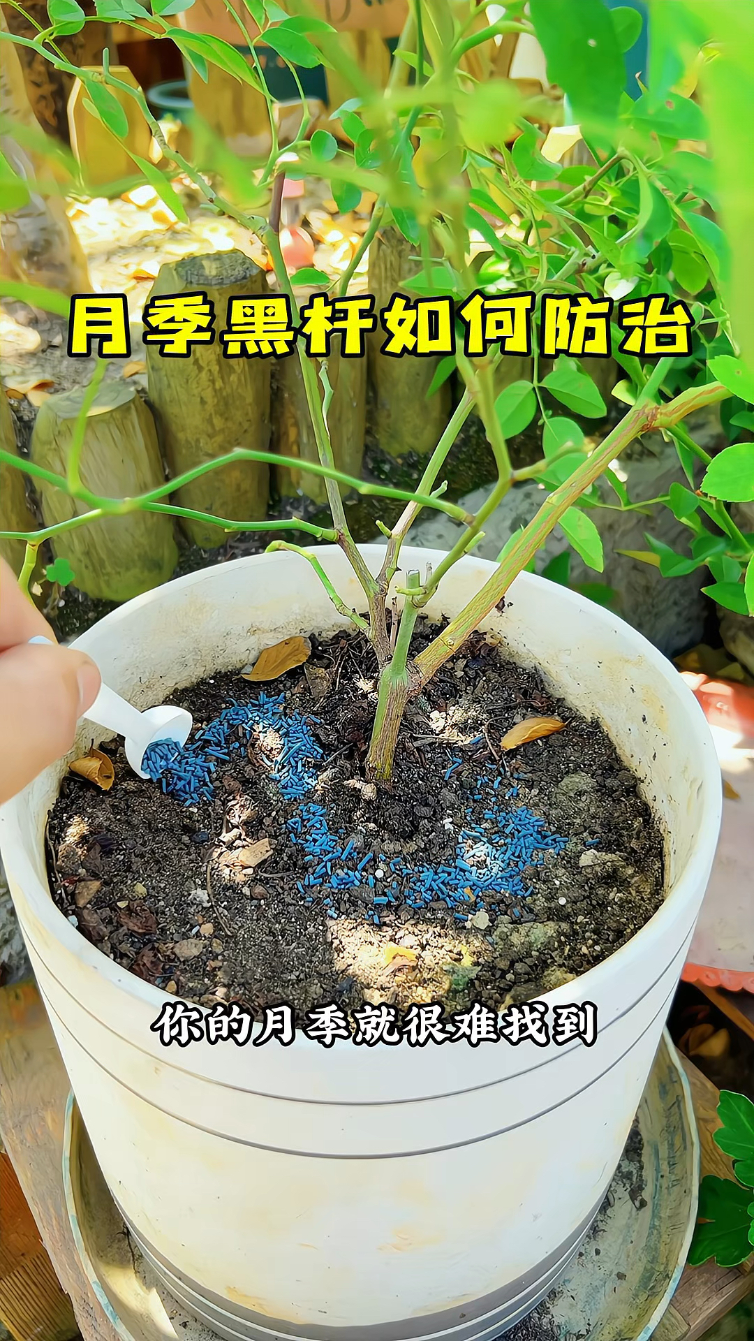 月季花苞下面黑杆图片