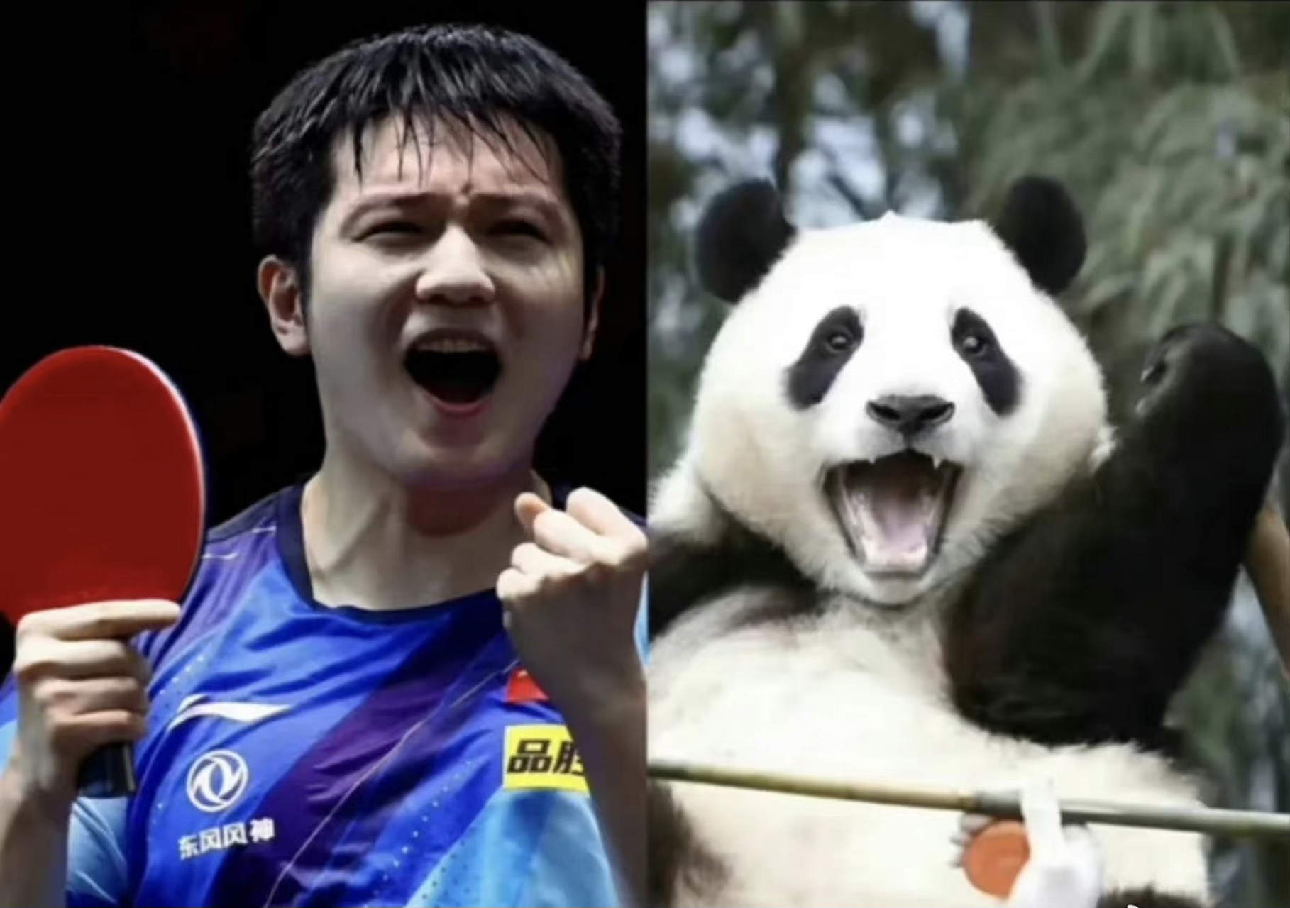 樊振东和大熊猫的适配度有多高?