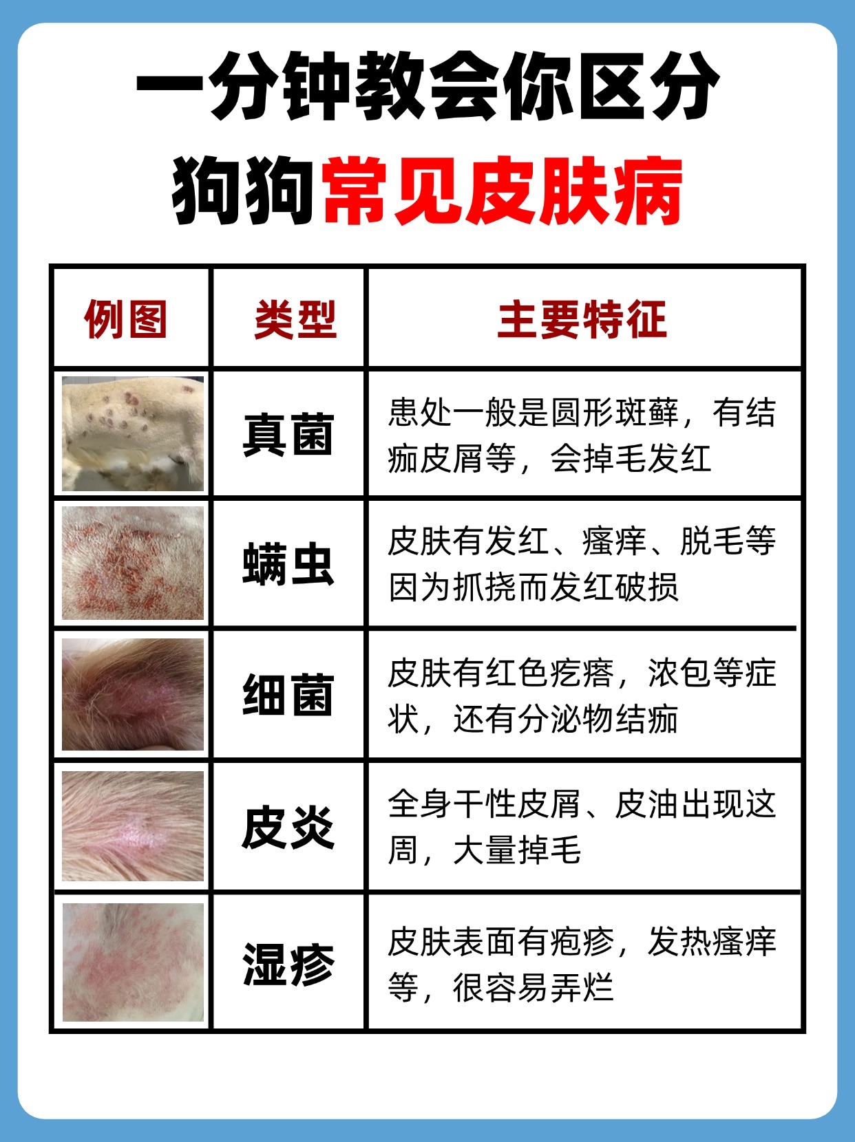 一分钟教会你区分狗狗常见皮肤病