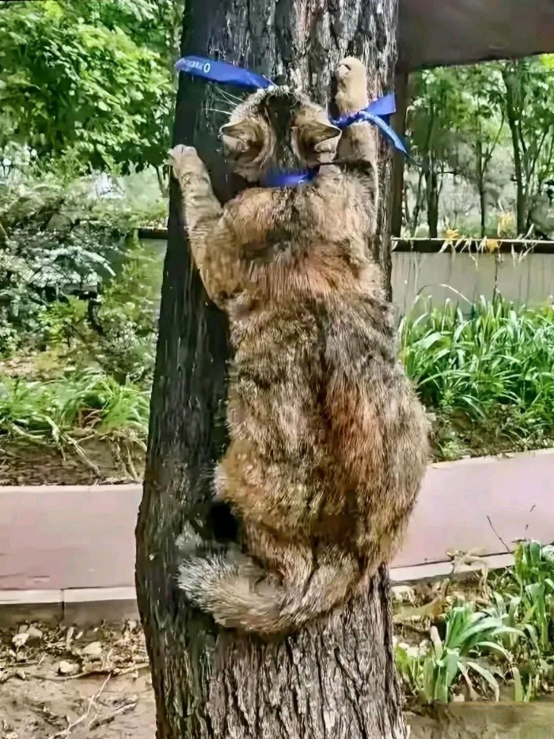突然发现一只流浪猫不知被谁这么狠心的绑在一棵大树上猫难受的不断
