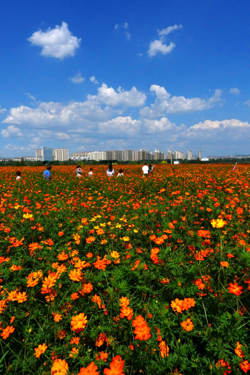 赛汗塔拉城中草原地图图片