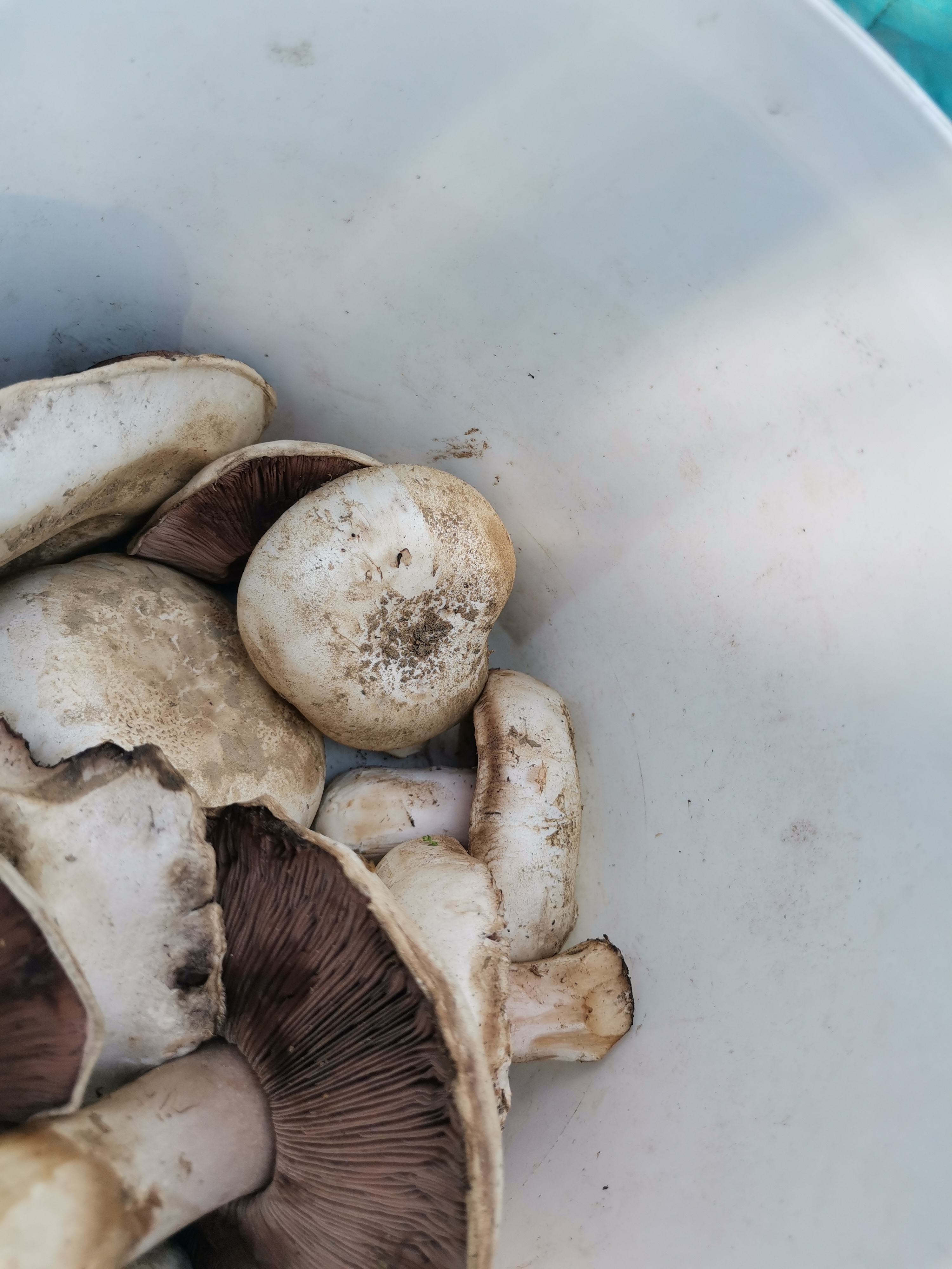 离我家几十里的地方,地广人稀,那里有一望无垠的