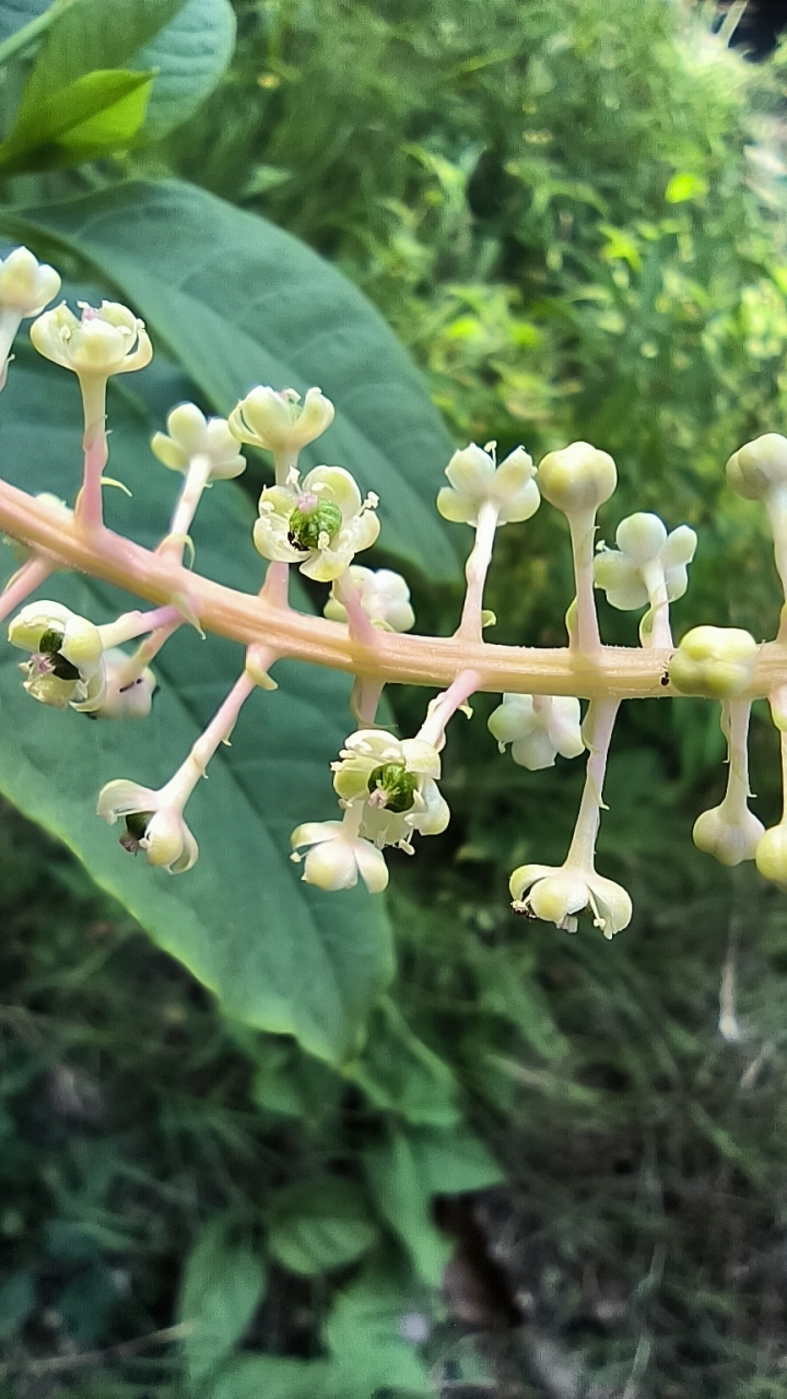商陆,又名见肿消,山萝卜,章柳等,是商陆科商陆属下的一种多年生草本