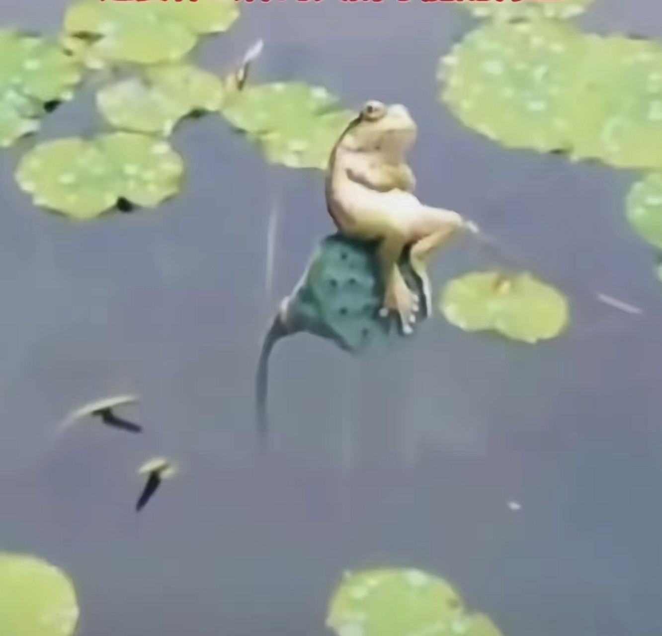 网友拍摄到雨后青蛙坐在莲蓬上,要什么样的天鹅才能配的上青蛙王子