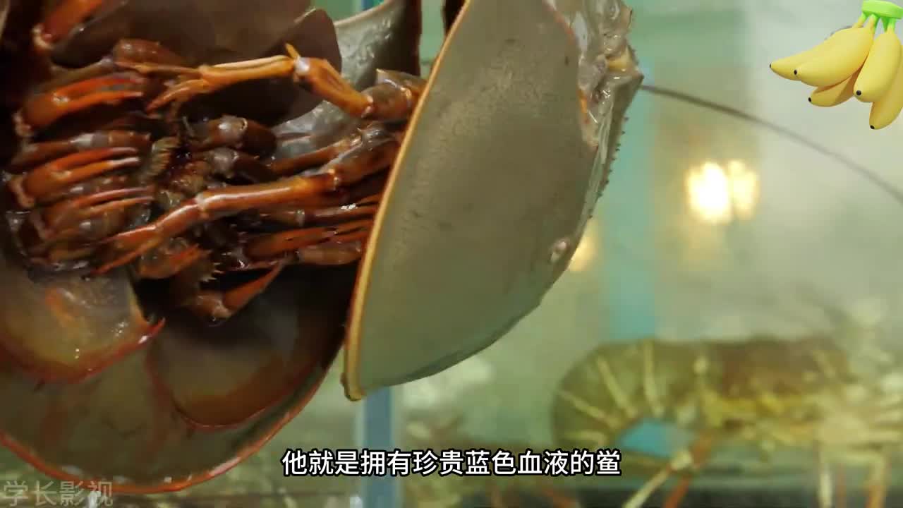 世界上最可怜的生物 鲎 炭烤 泰国