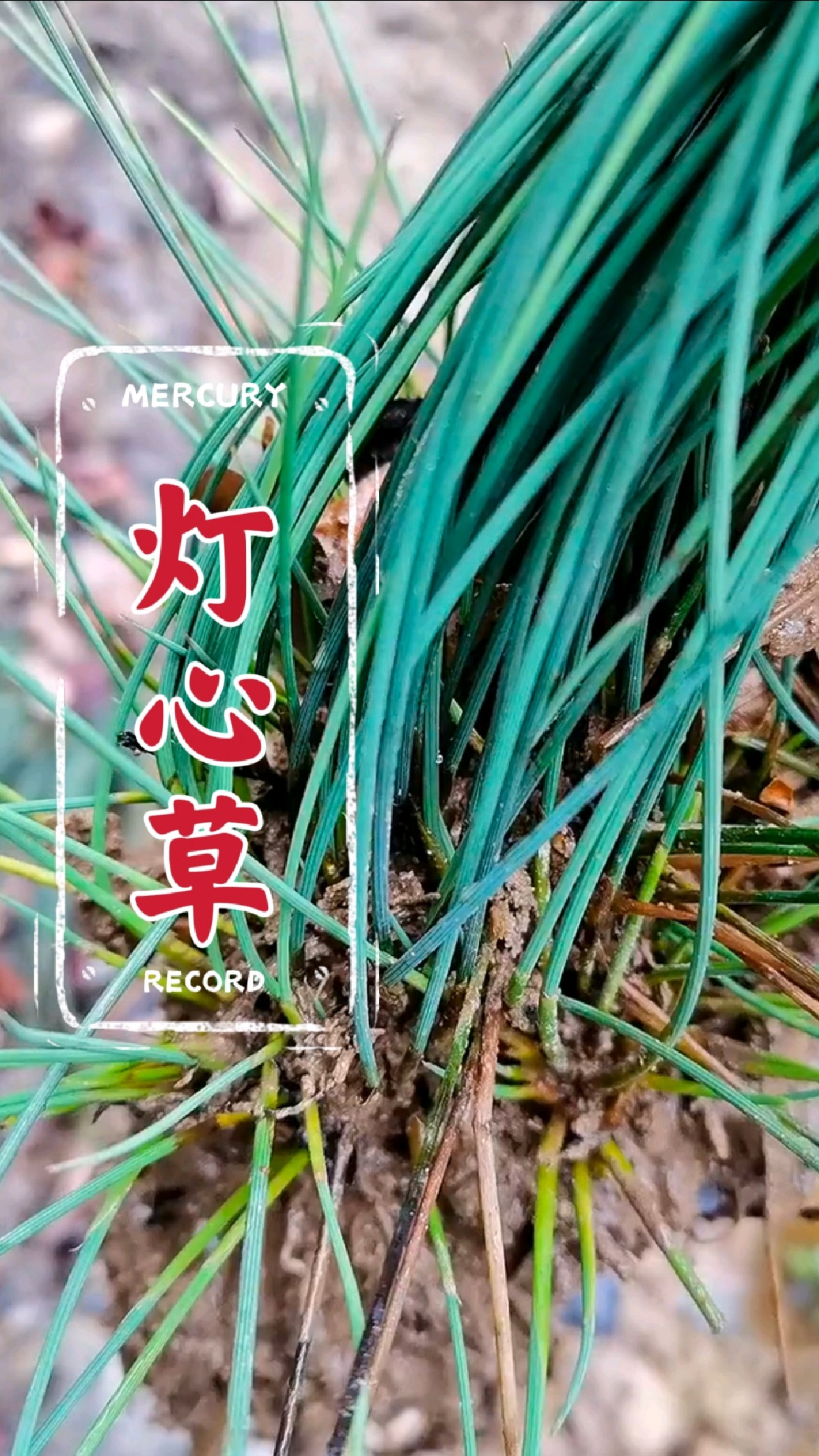 灯心草草你认识吗?