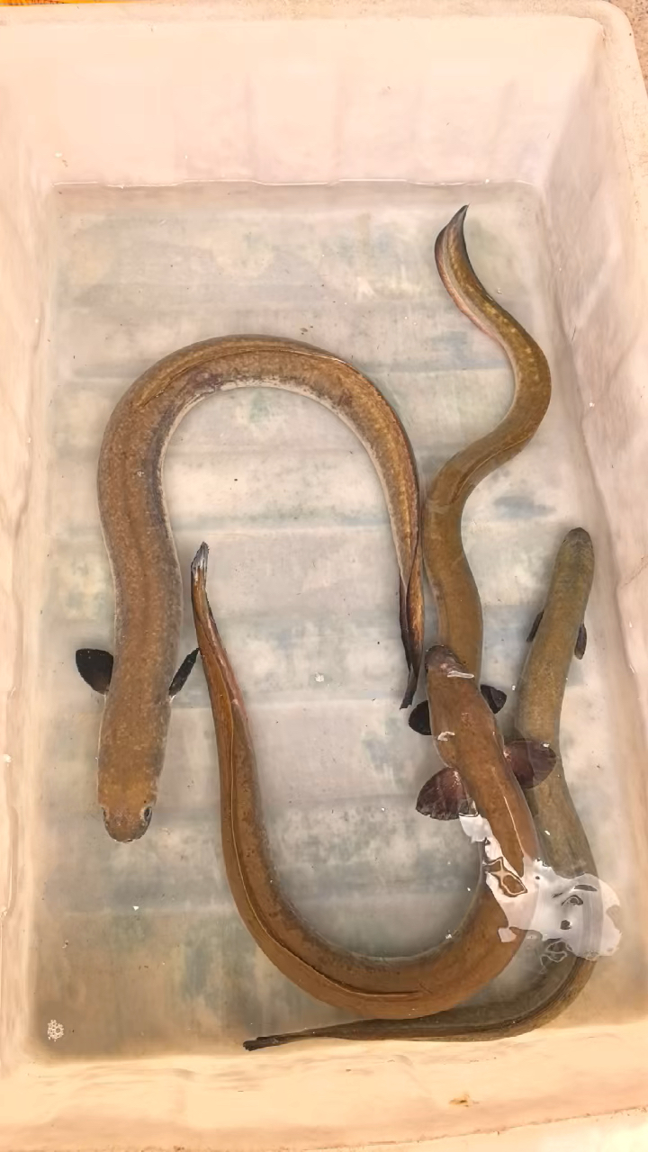 野生山坑鳗,大头鳗,山沟鳗