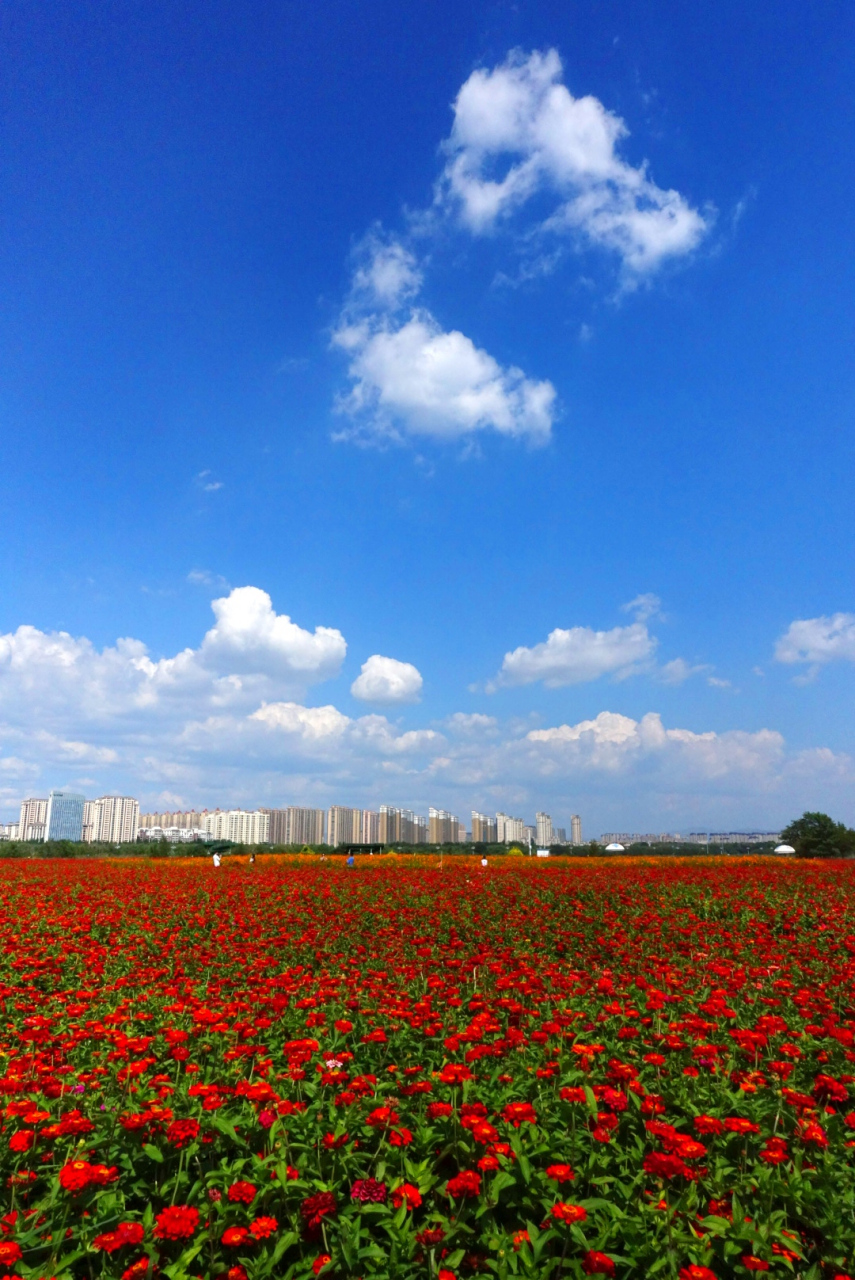 赛汗塔拉城中草原是全国最大的城中草原,位于内蒙古包头市中心地带,是