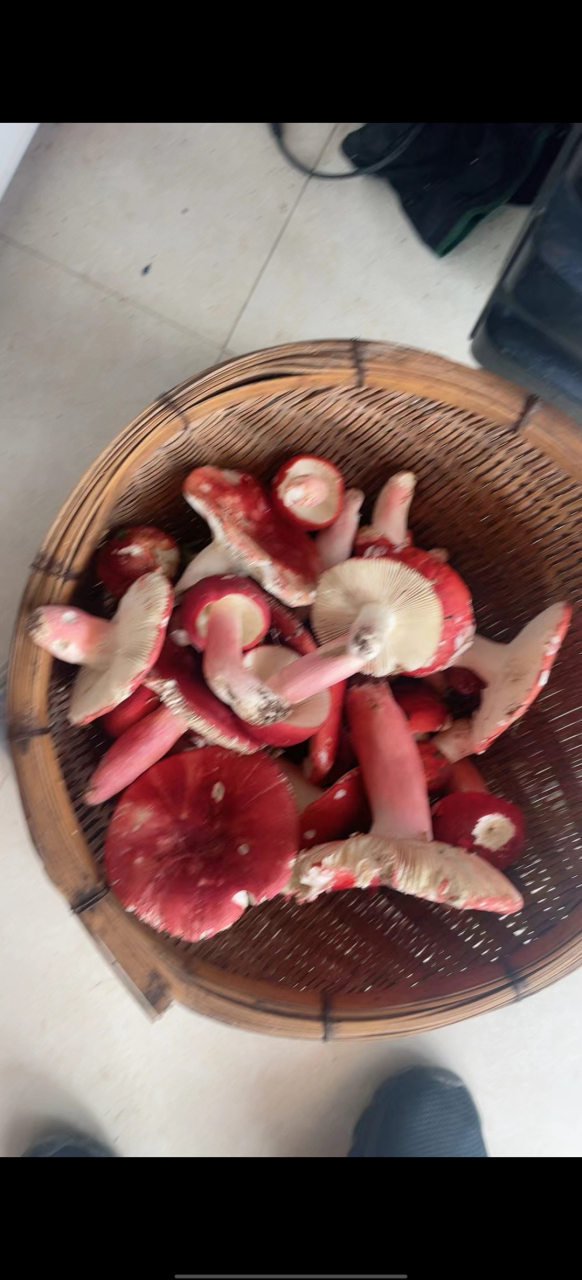 菌菇有大红菌,芝麻菌,个头大.