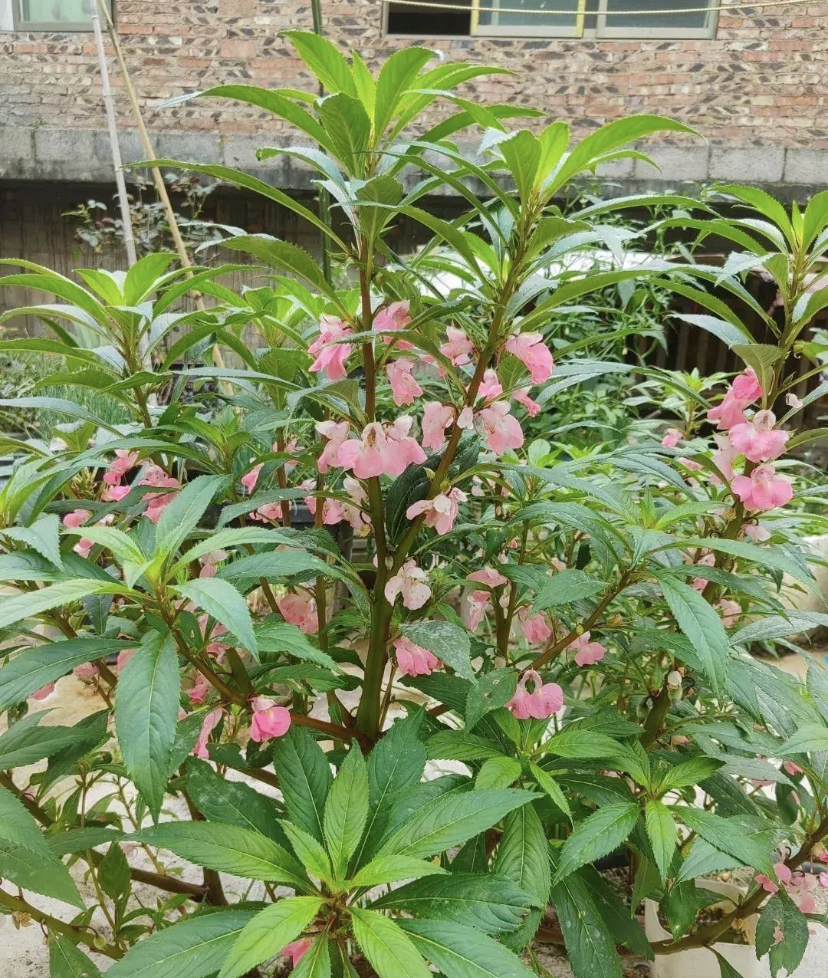 三峡蚊母开花图片图片