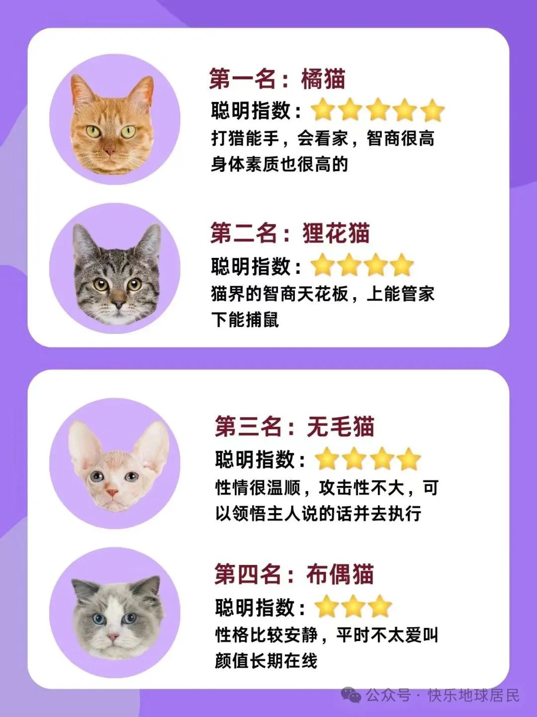 假如猫咪也有智商排名你家猫排第几名