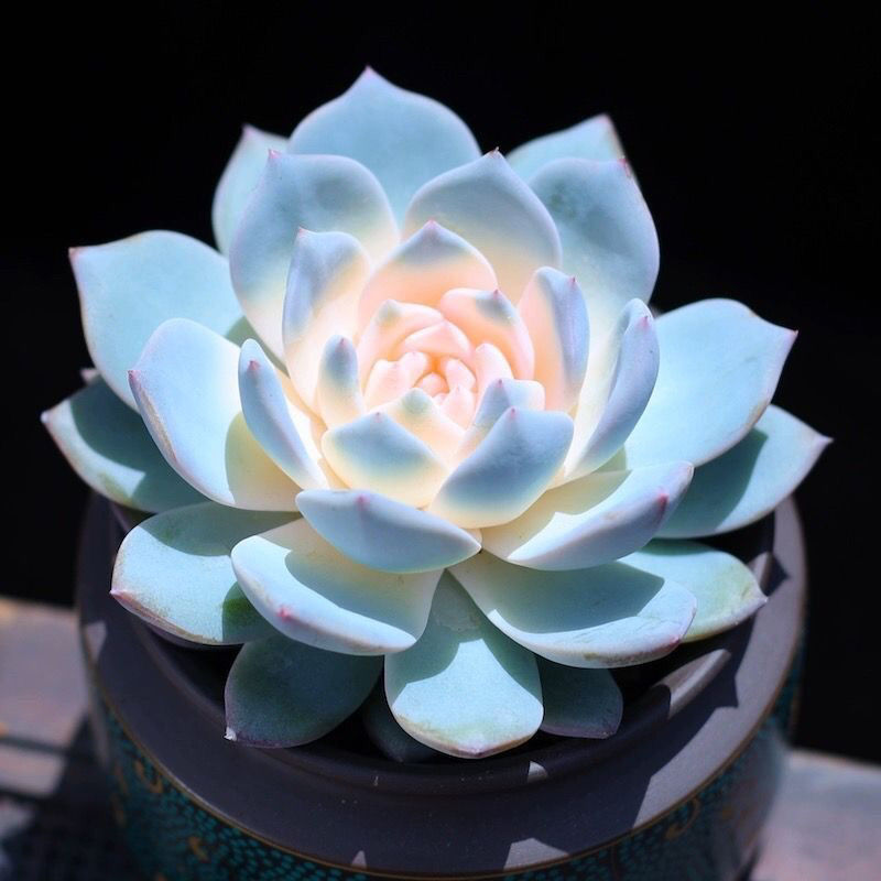 罕见多肉植物盆花卉