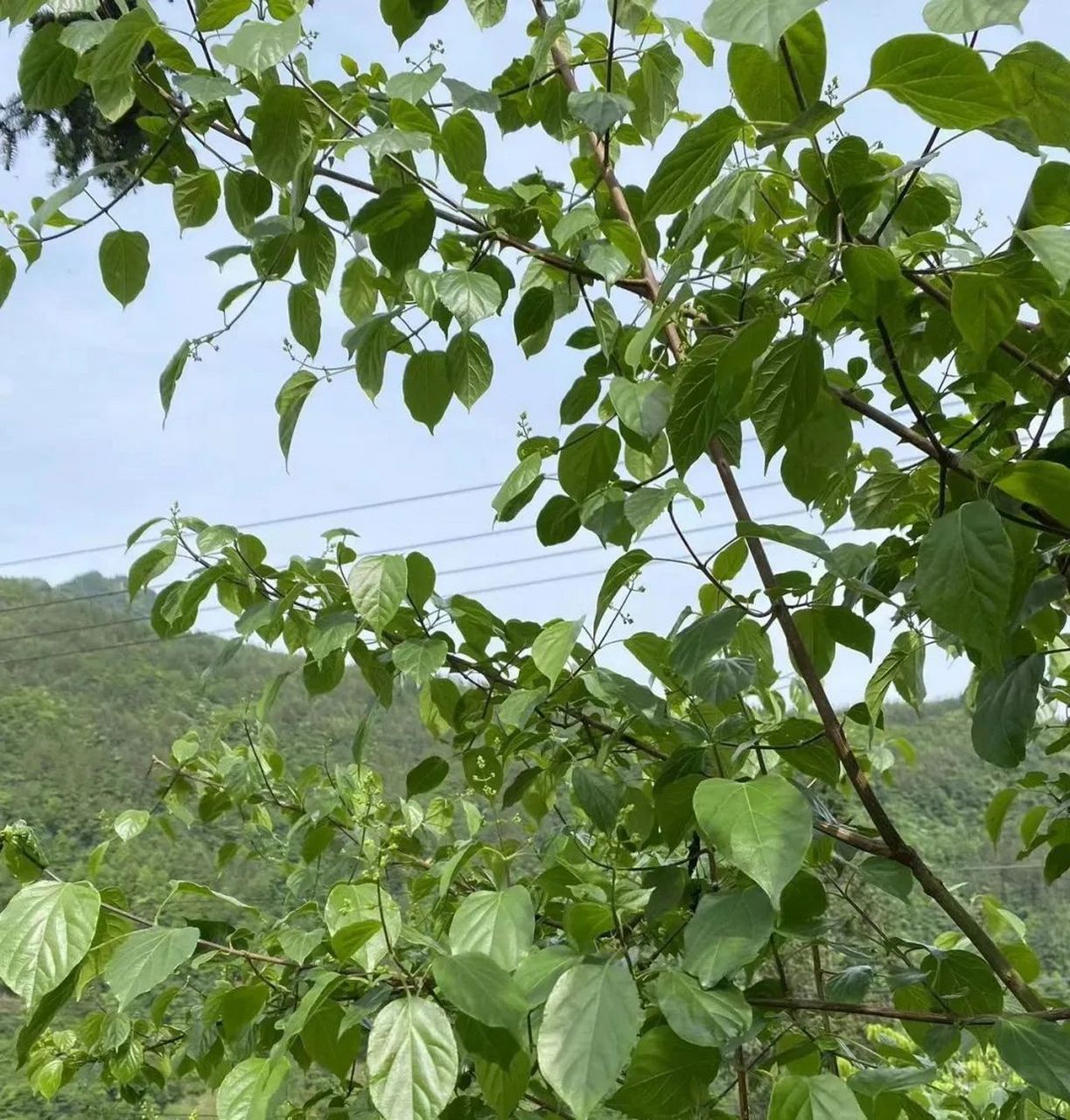 夏日炎炎,来一碗清凉消暑的神豆腐吧!