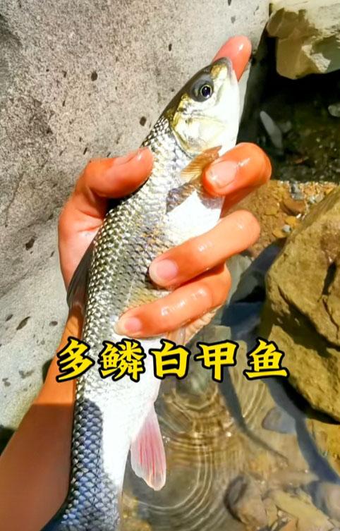 重庆女子钓到51条多鳞白甲鱼,鳞片有月形黑斑,民警上门将其放生