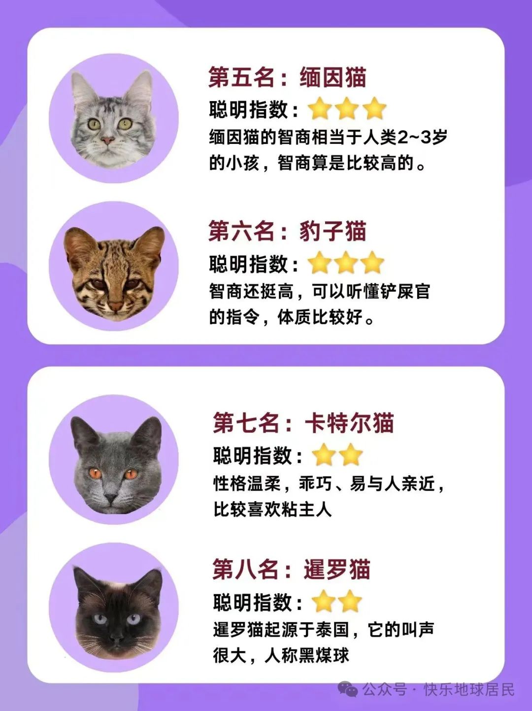 假如猫咪也有智商排名你家猫排第几名