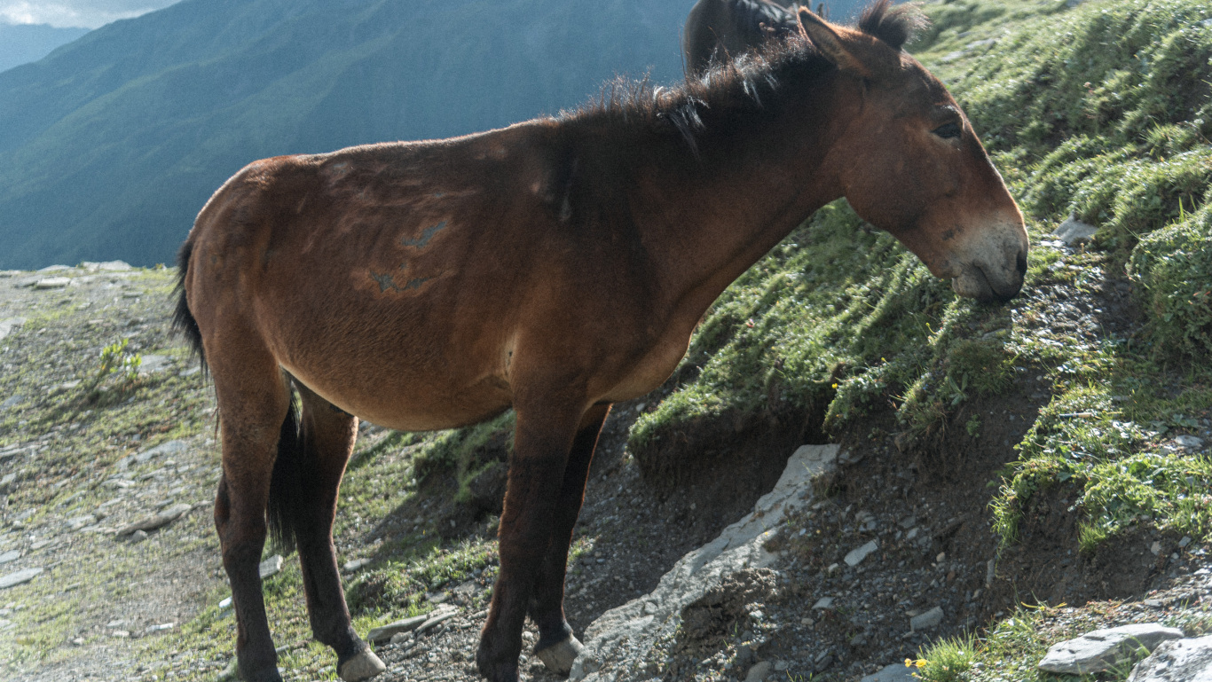 攀登5355米四姑娘山三峰-初级技术性山峰