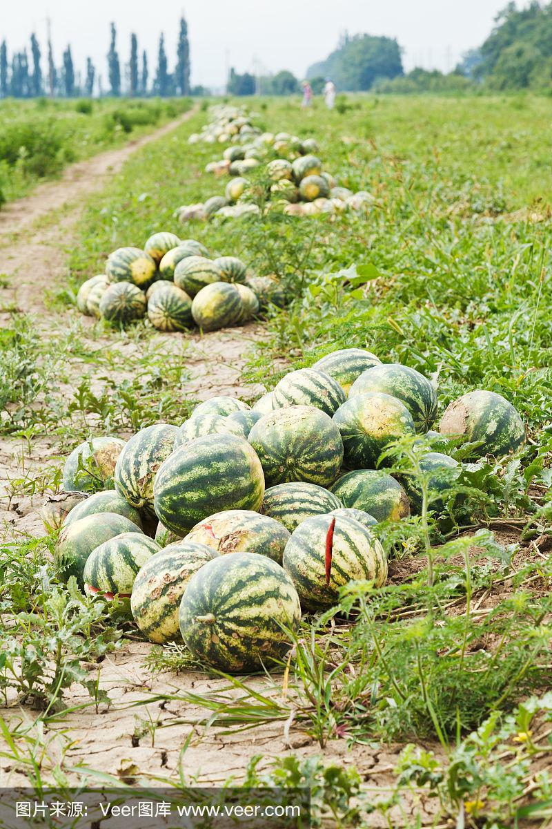 宁夏西瓜事件背后的思考:寻求双赢,共度难关