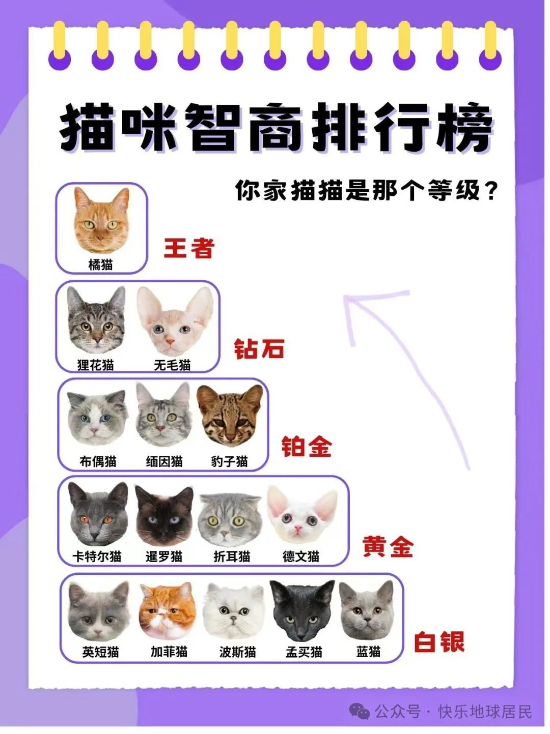 假如猫咪也有智商排名你家猫排第几名