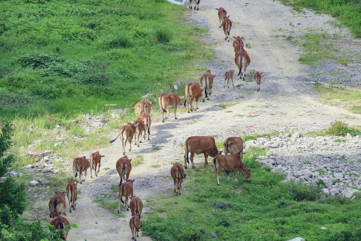 西沙东岛野牛成群,它们究竟来自哪里的呢?一个无人的小岛!